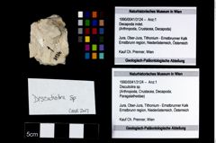 Foto (Objekt + Etikett) von Discutiolira sp.  (NHMW-GEO-1990-0041-3124)